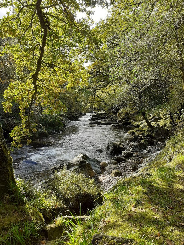 Hillbridge Woods, Horndon, north of Peter Tavy 