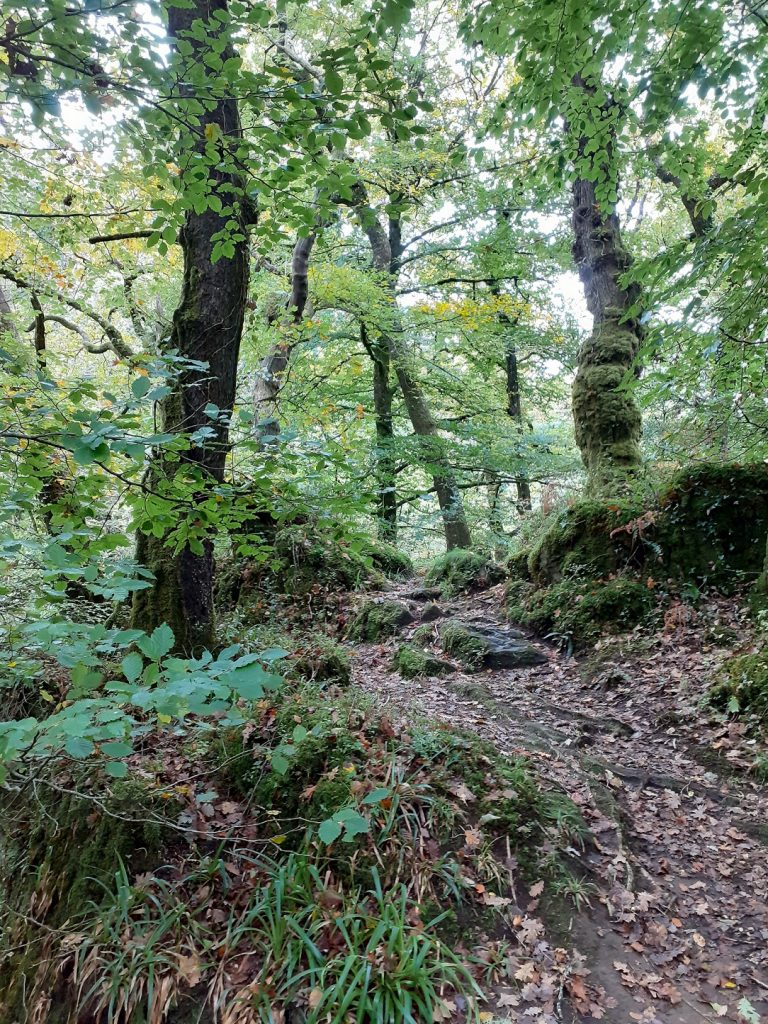 Hillbridge Woods, Horndon, north of Peter Tavy