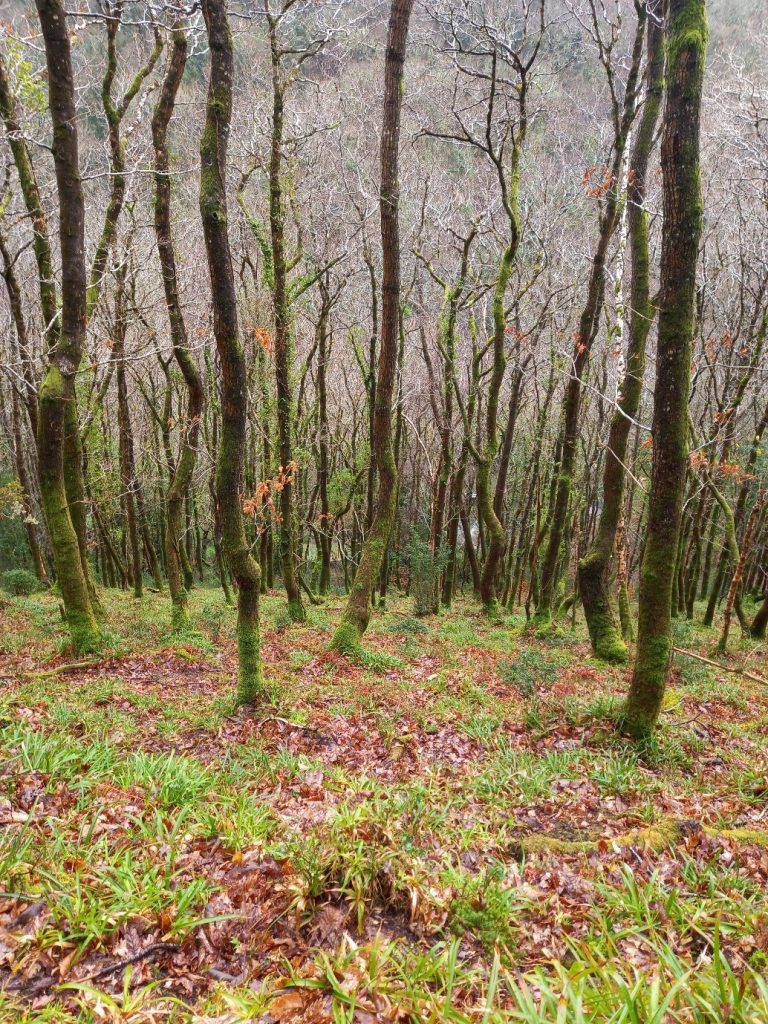 Culbone Wood on the north coast of Exmoor, sessile oak (Quercus petraea) cloaked with epiphytic mosses